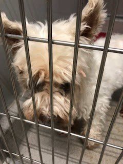 Found dog