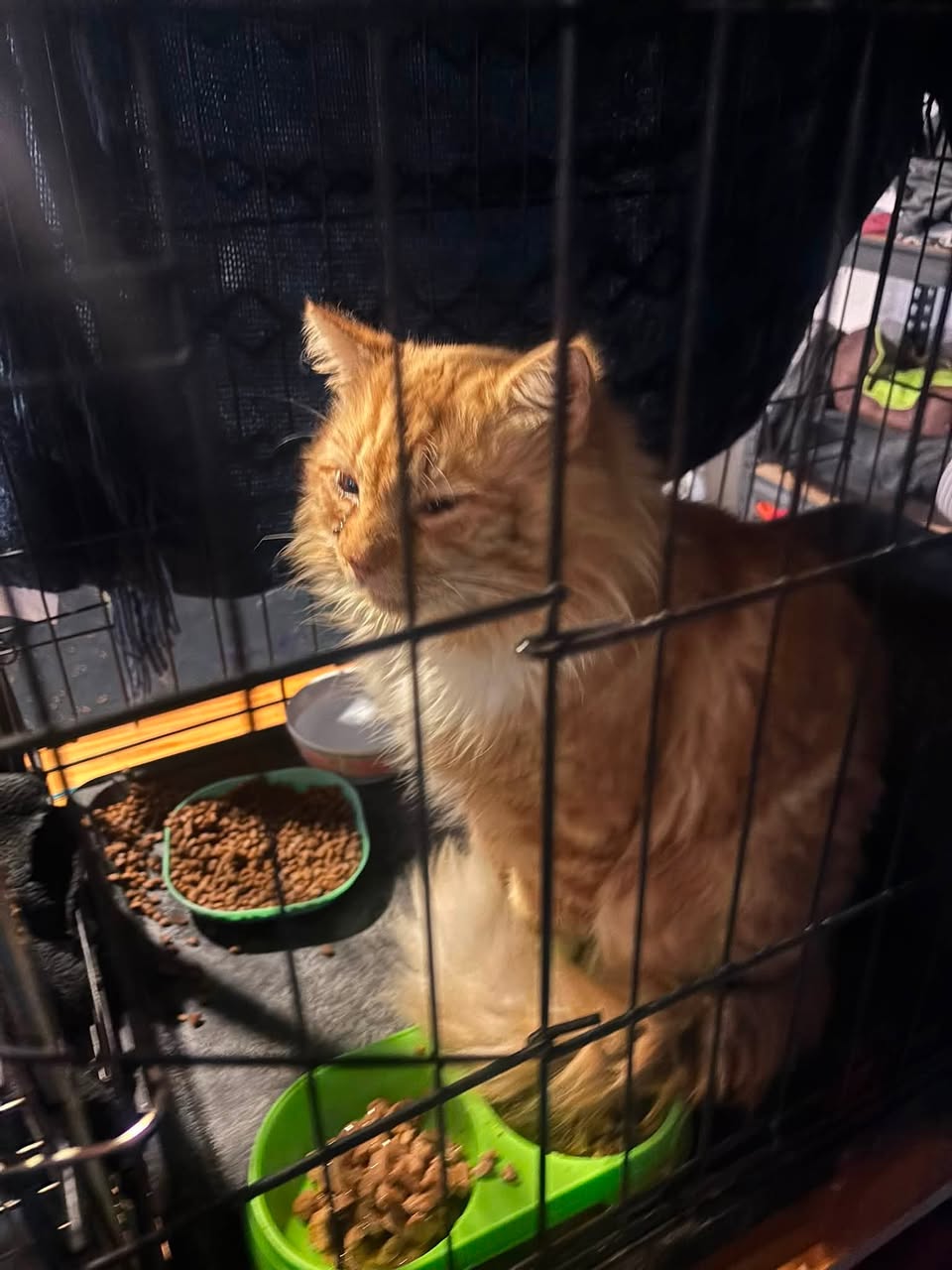 Found cat