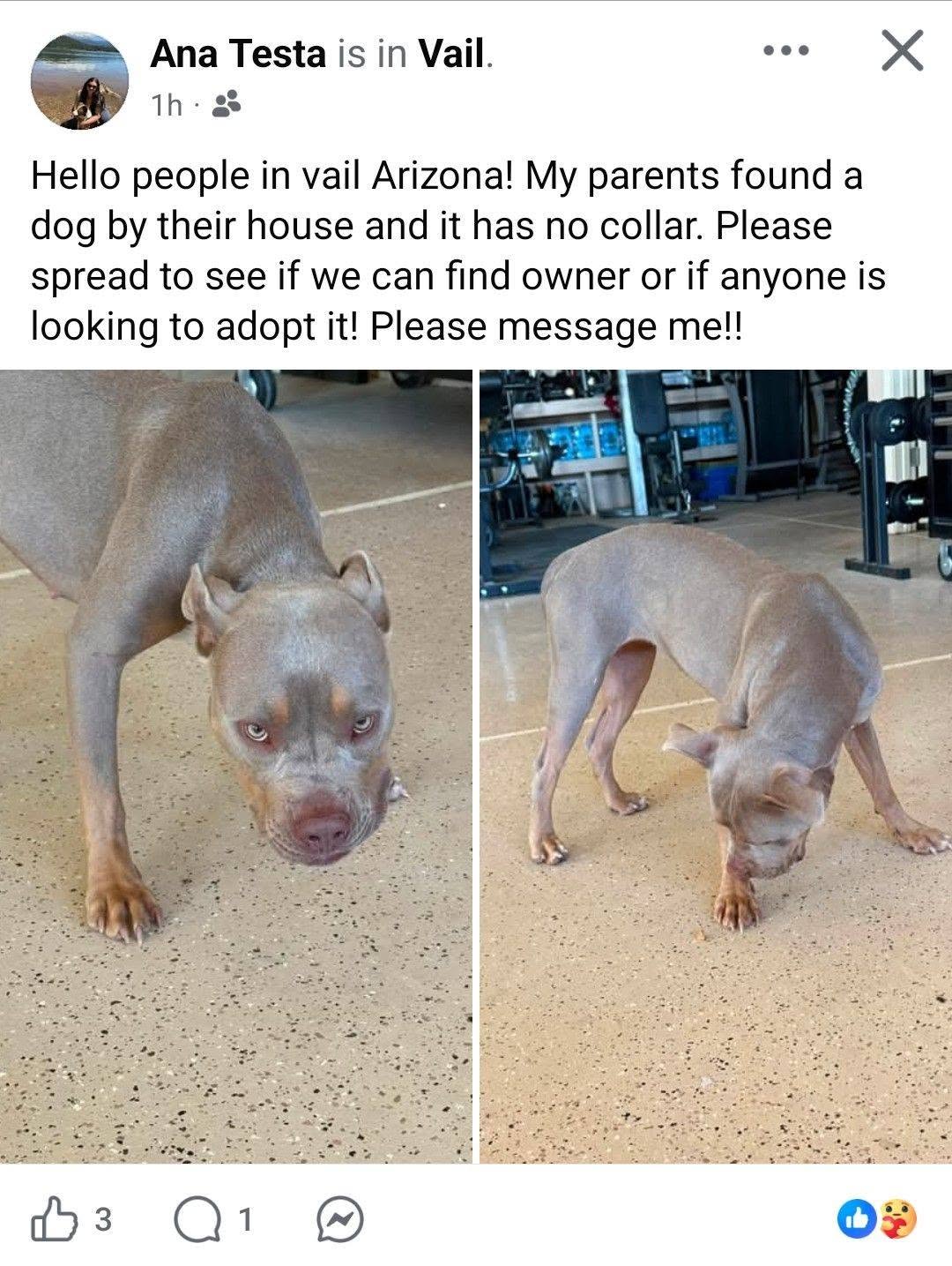 Found dog