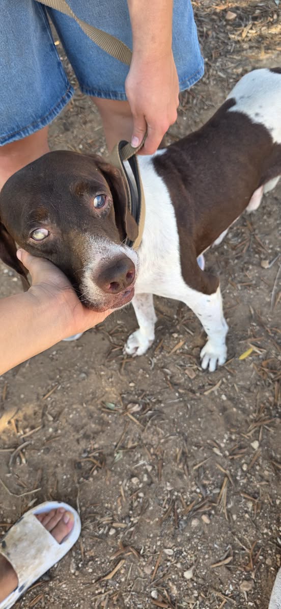 Found Dog in Malta