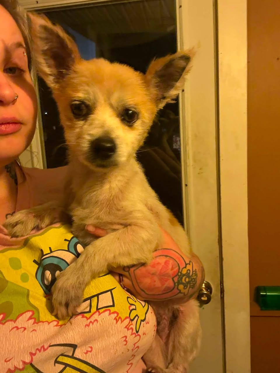 Found dog