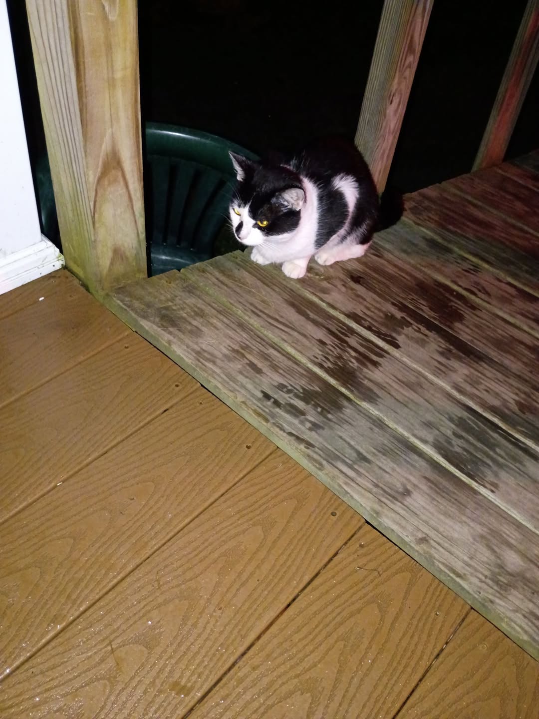 Found cat
