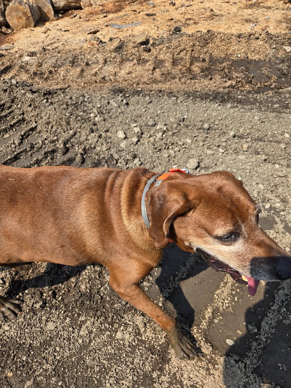 Found dog