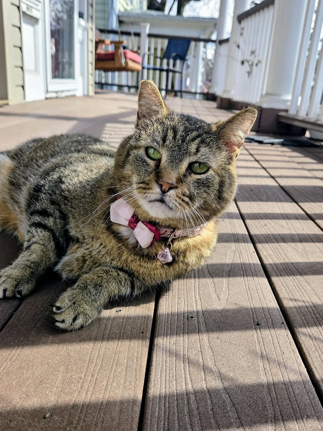 Found cat