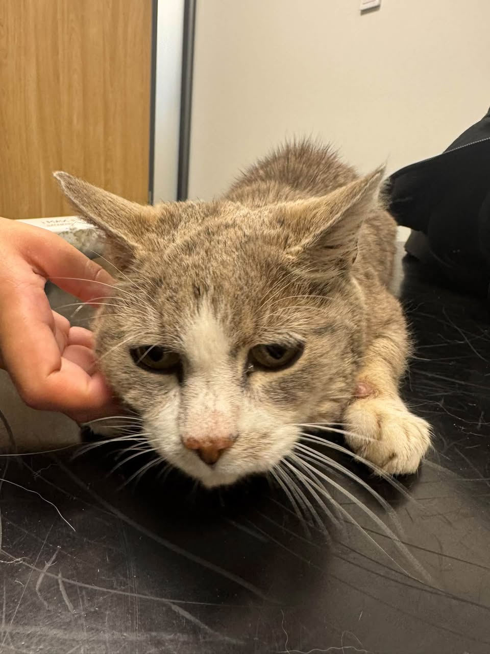 Found cat