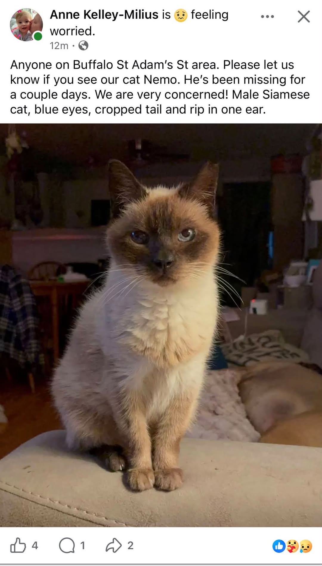 Lost Cat in Silver Creek