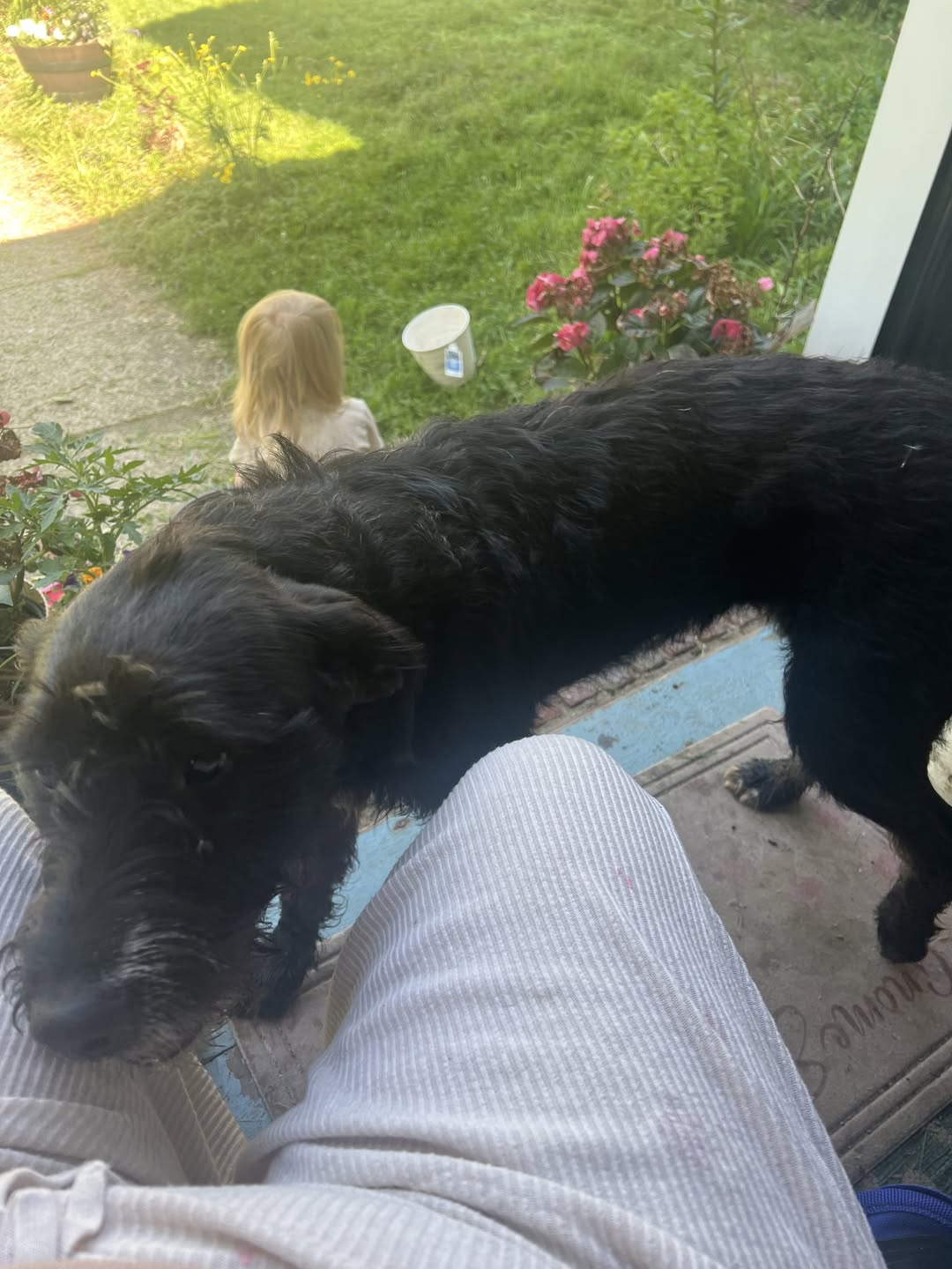 Lost Dog in Sherman