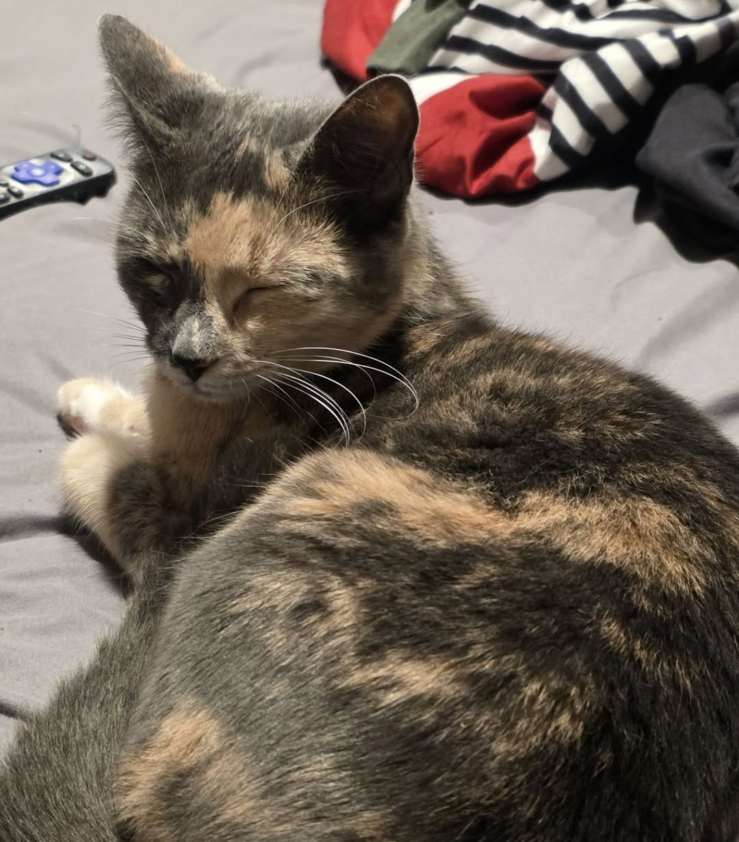 Lost Cat in Brocton
