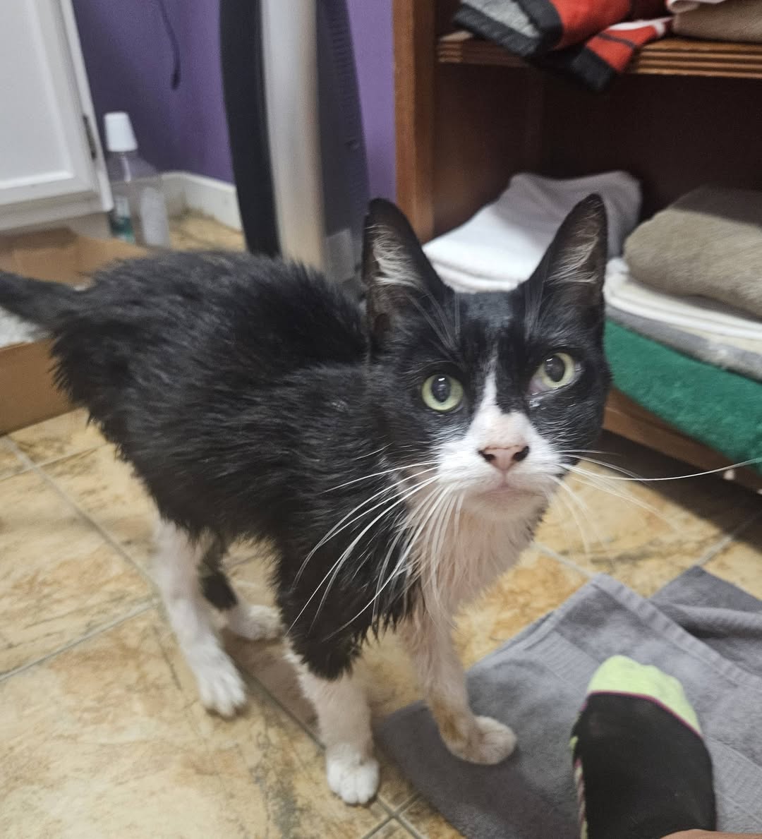 Found Cat in Kennedy