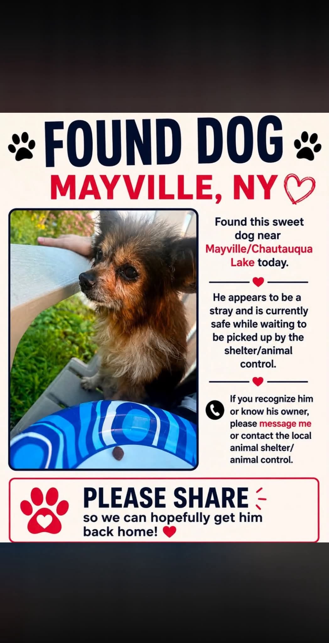 Found Dog in Elmwood And Galloway