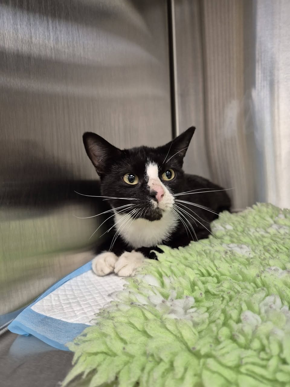 Found cat