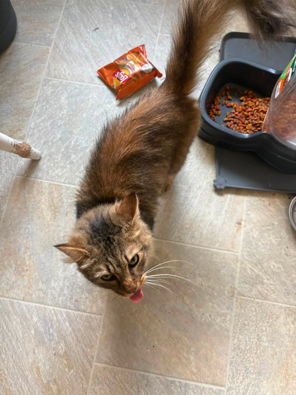 Found cat