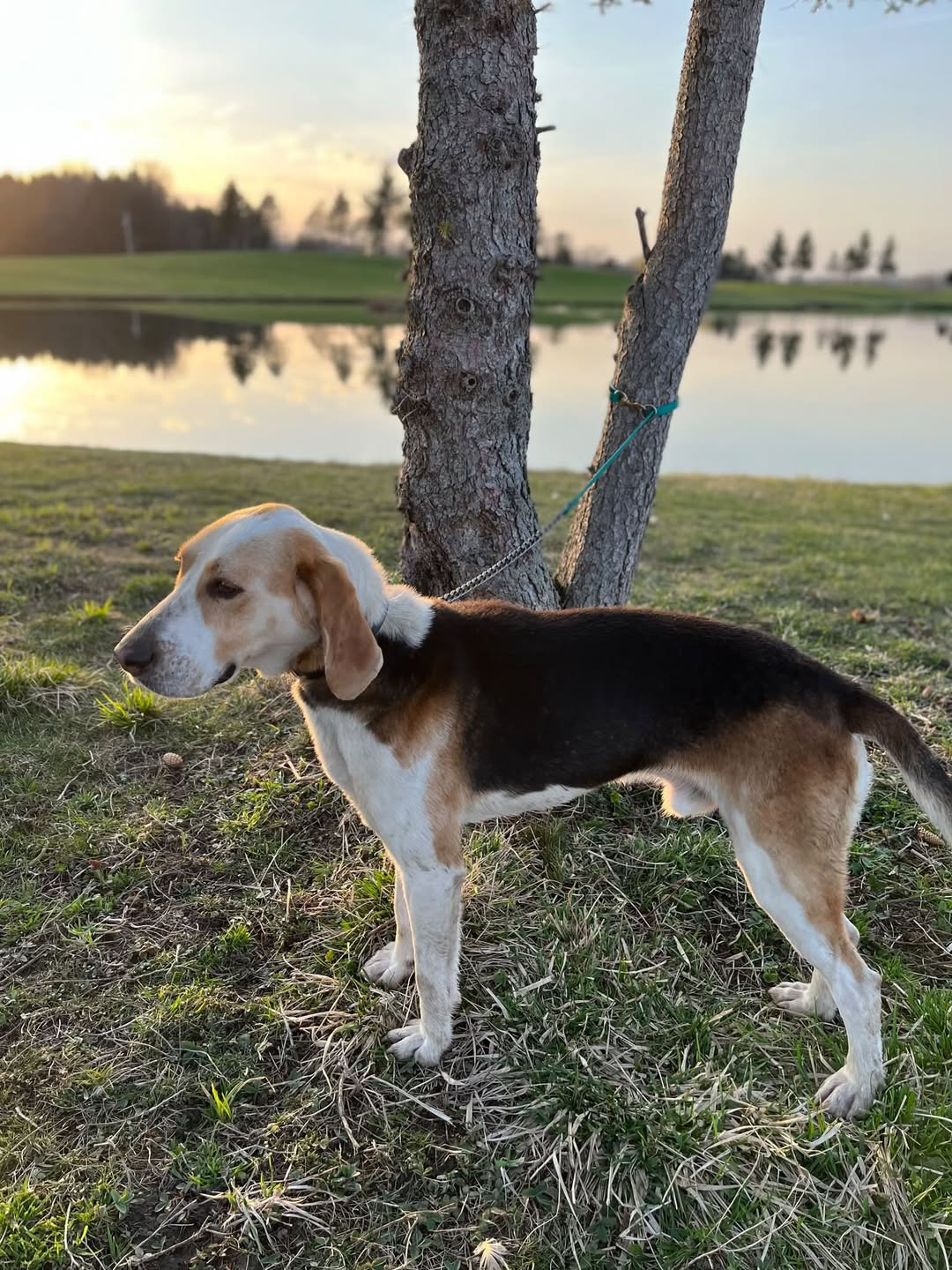 Found Dog in Cherry Creek