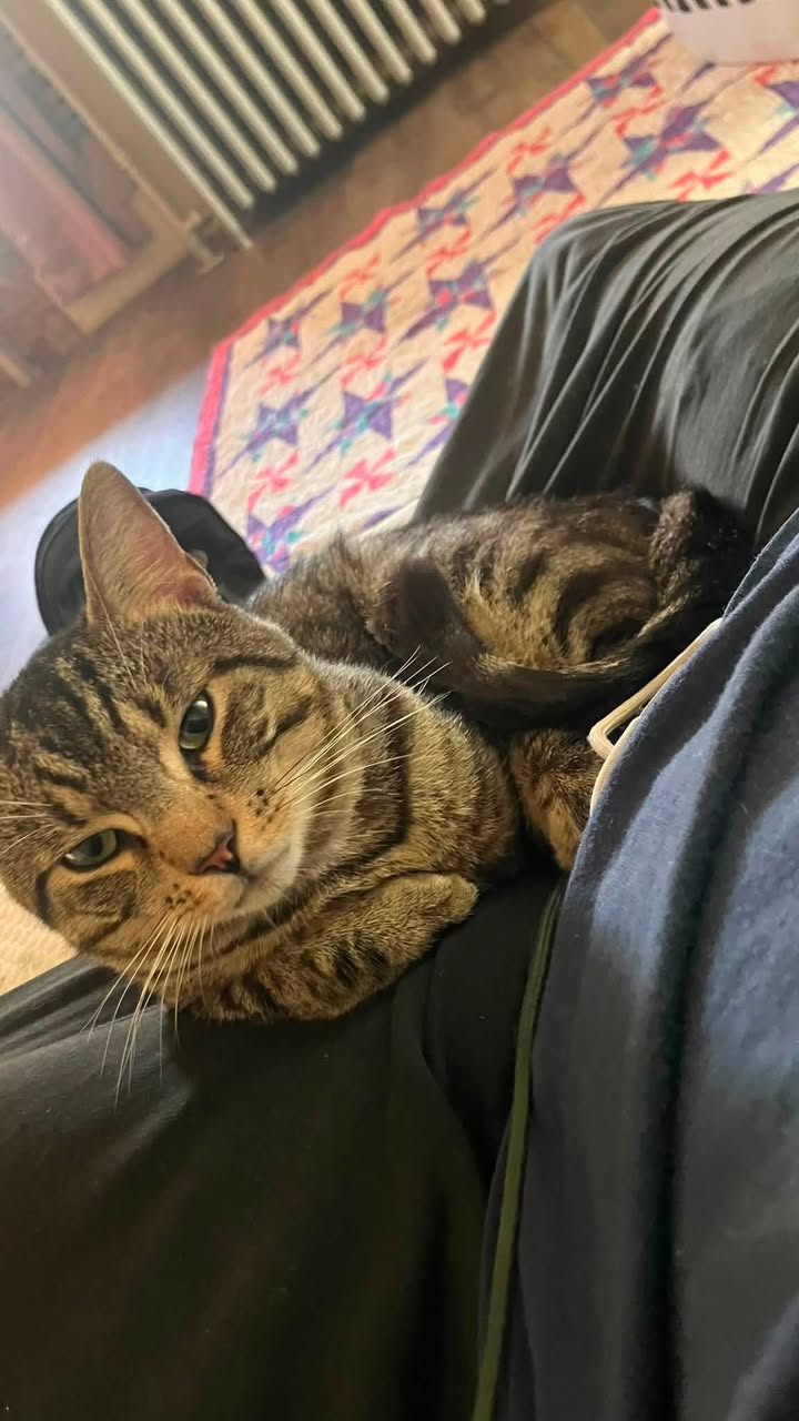Lost cat