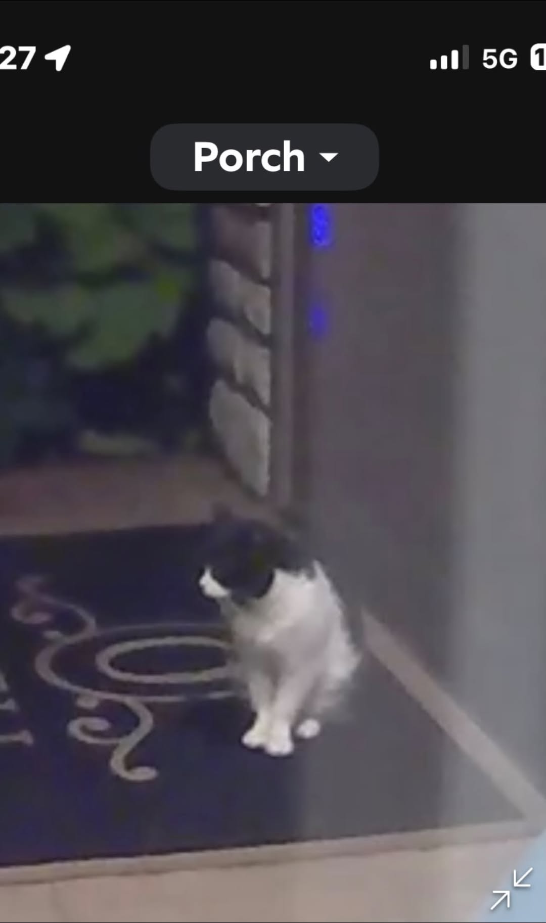 Found cat