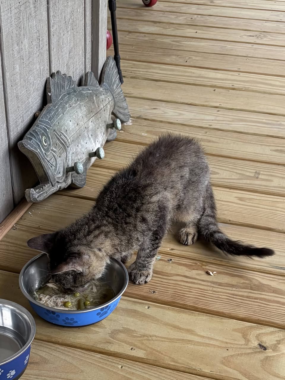 Found cat