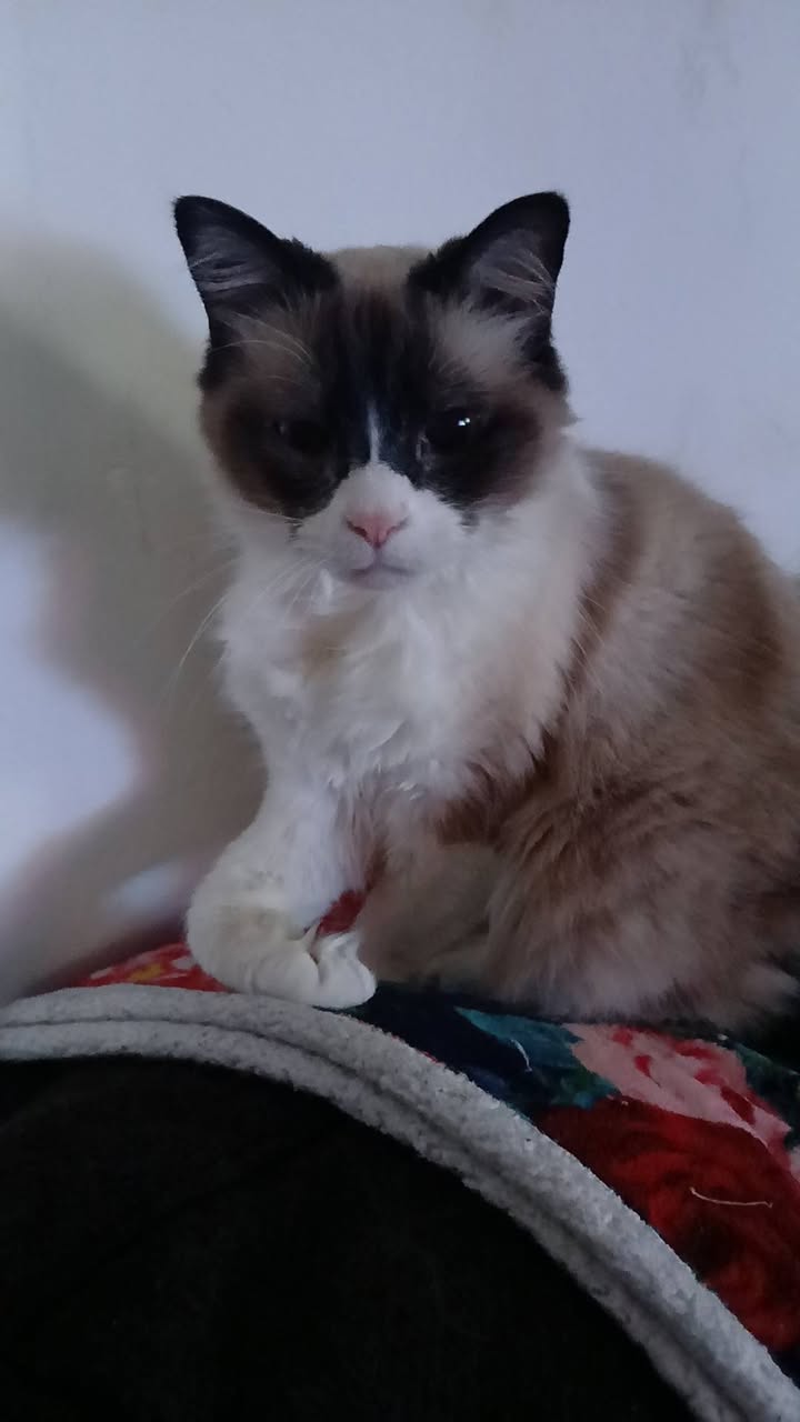 Lost cat