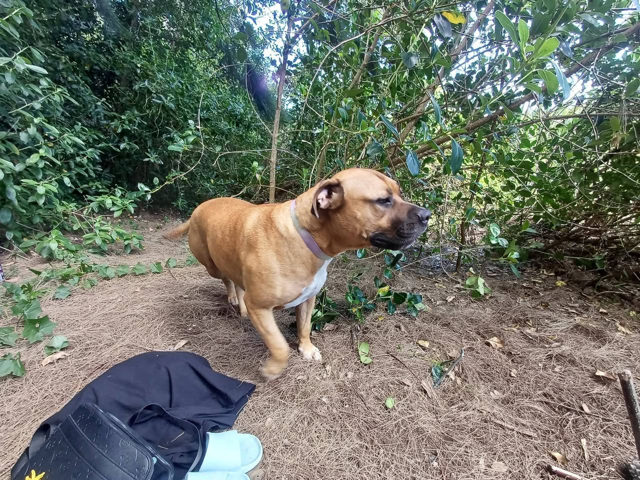 Lost Dog in New Zealand