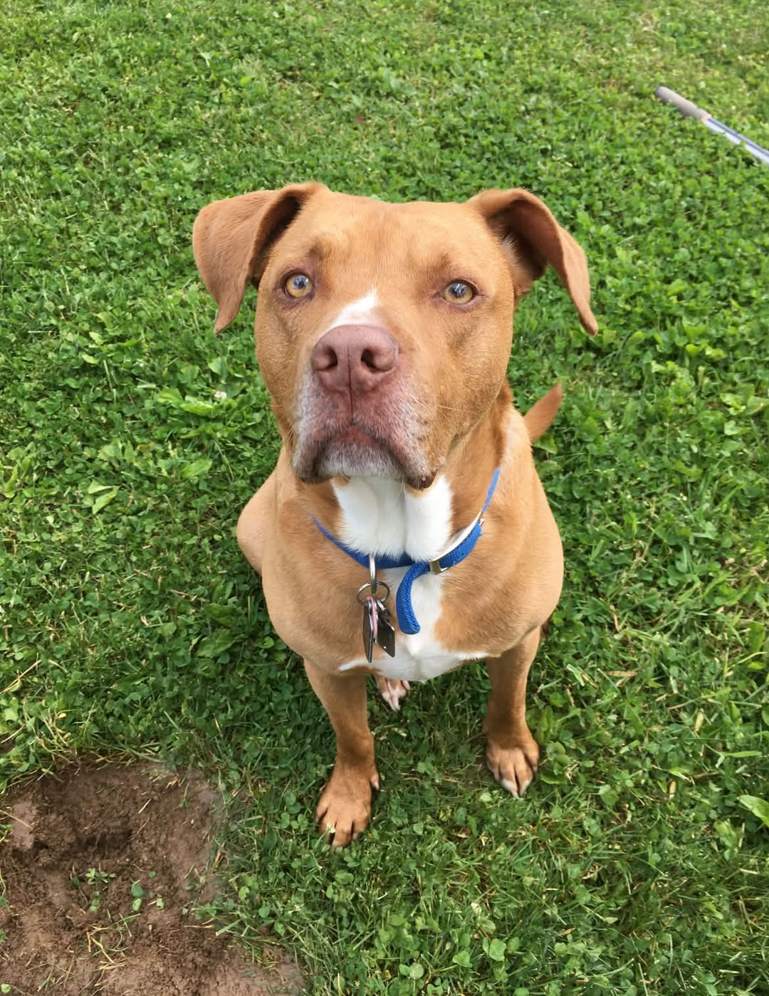 Lost dog