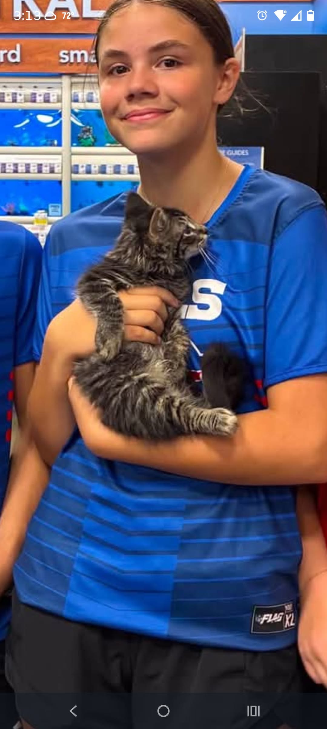 Lost Cat in Busti