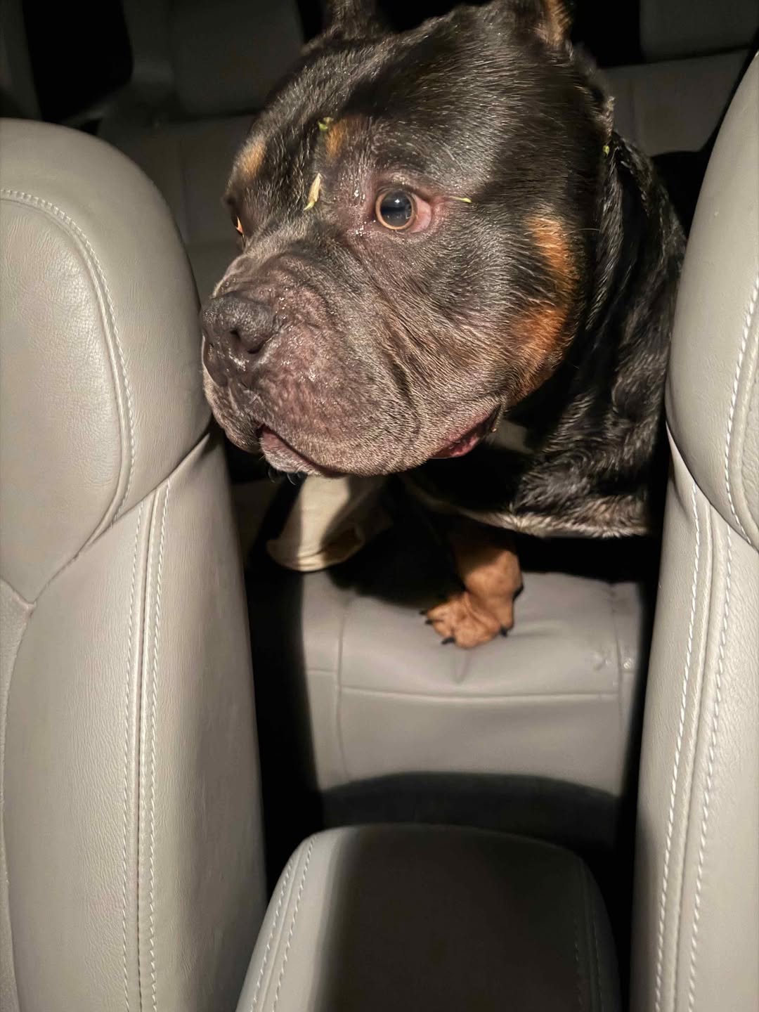 Found dog