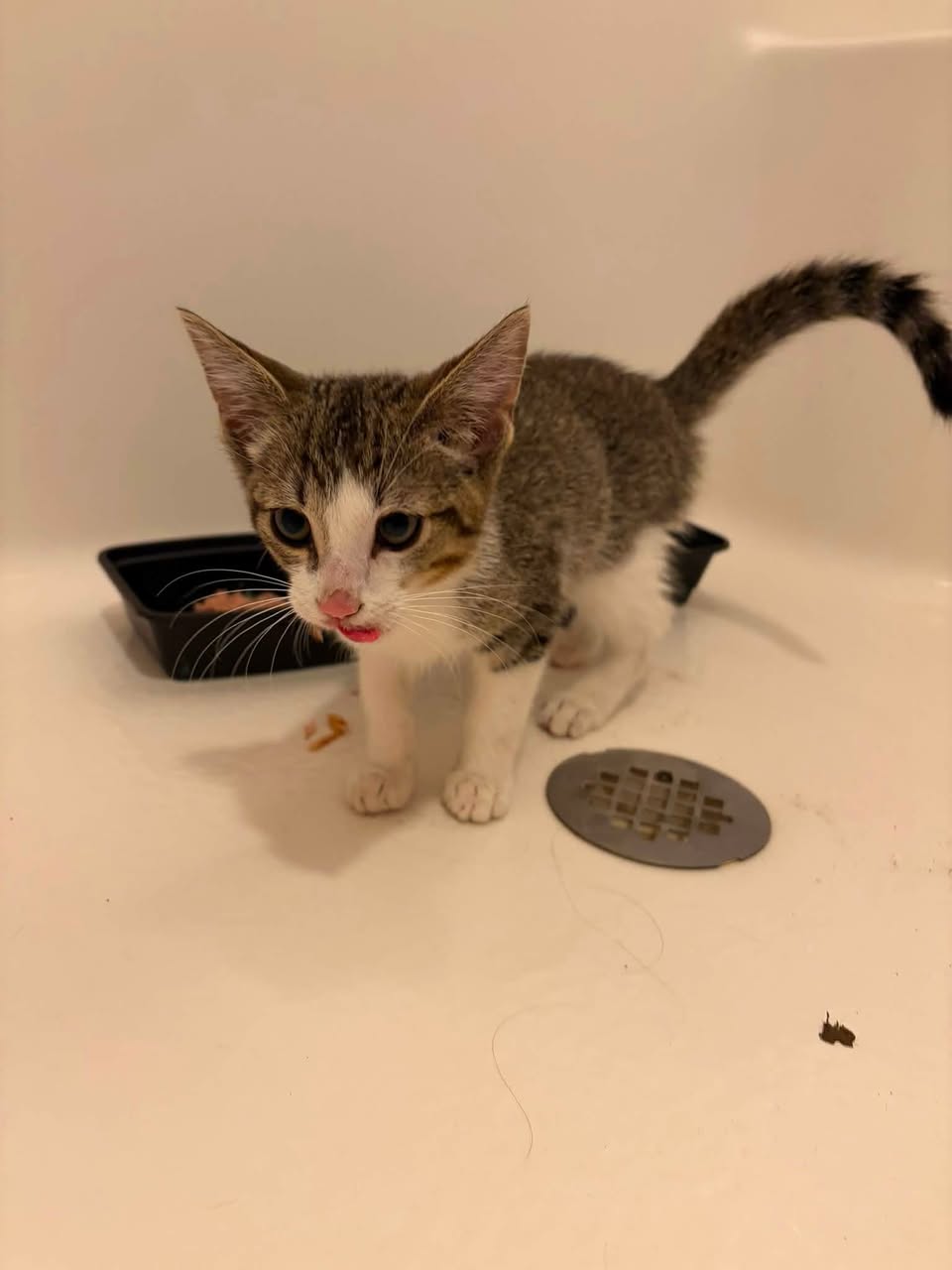 Found cat