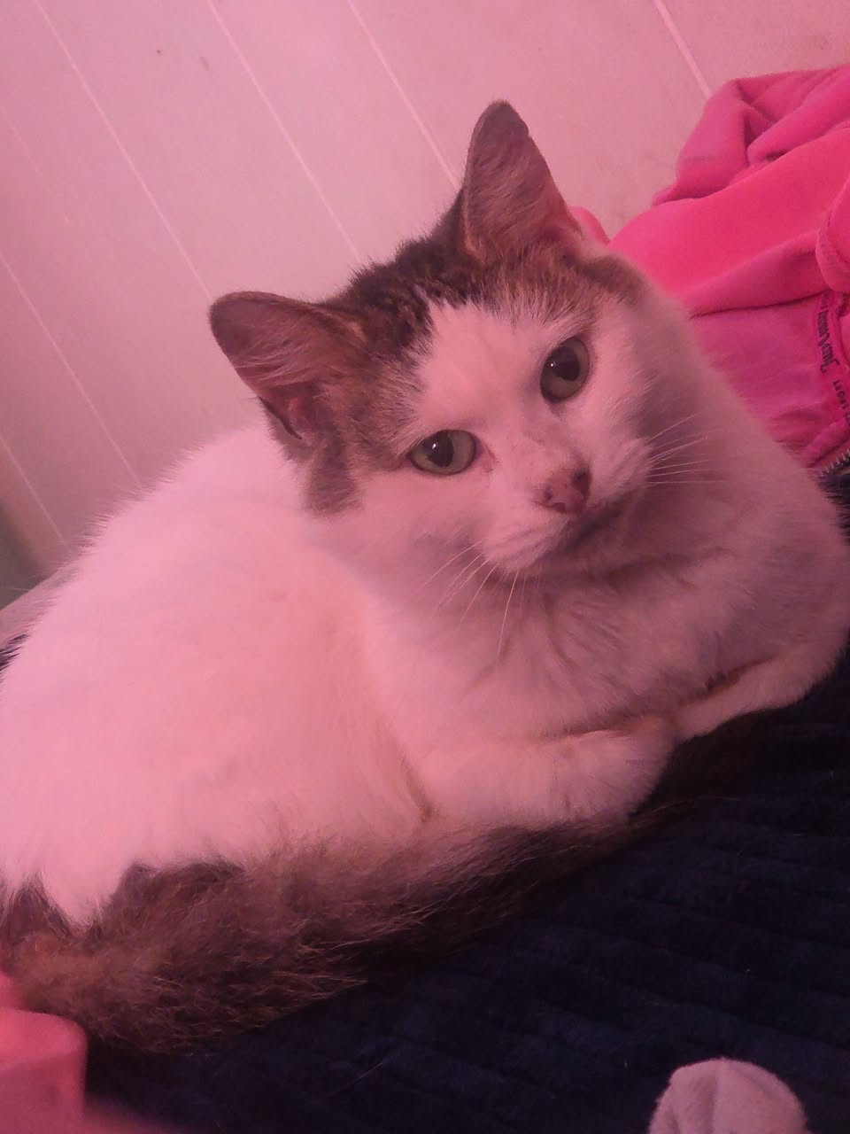 Lost cat