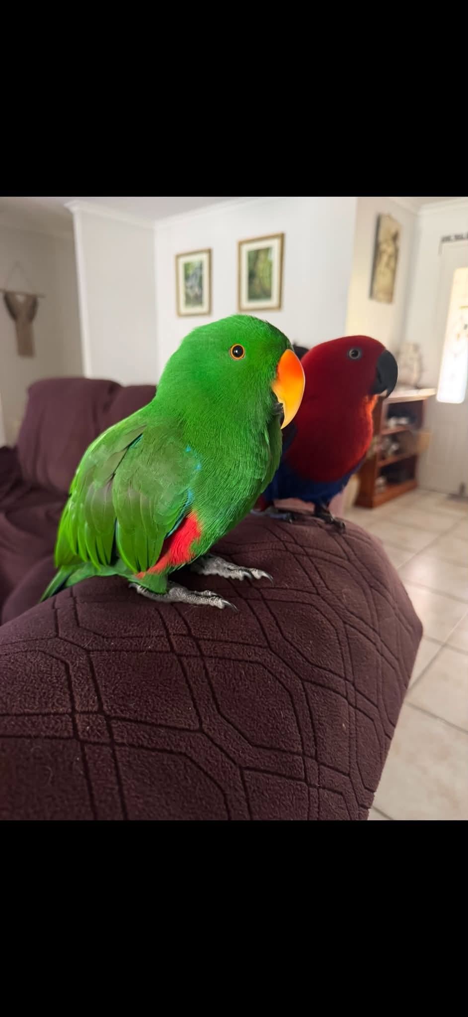 Lost Bird in Glasshouse Mountains