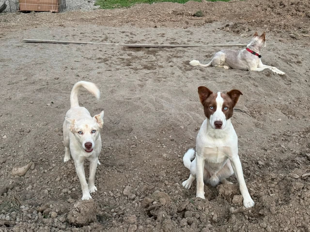 Found Dog in Frewsburg
