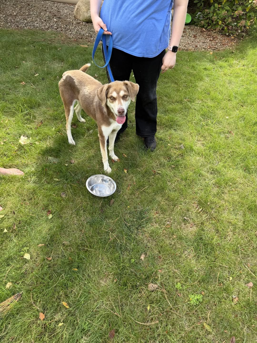 Found dog