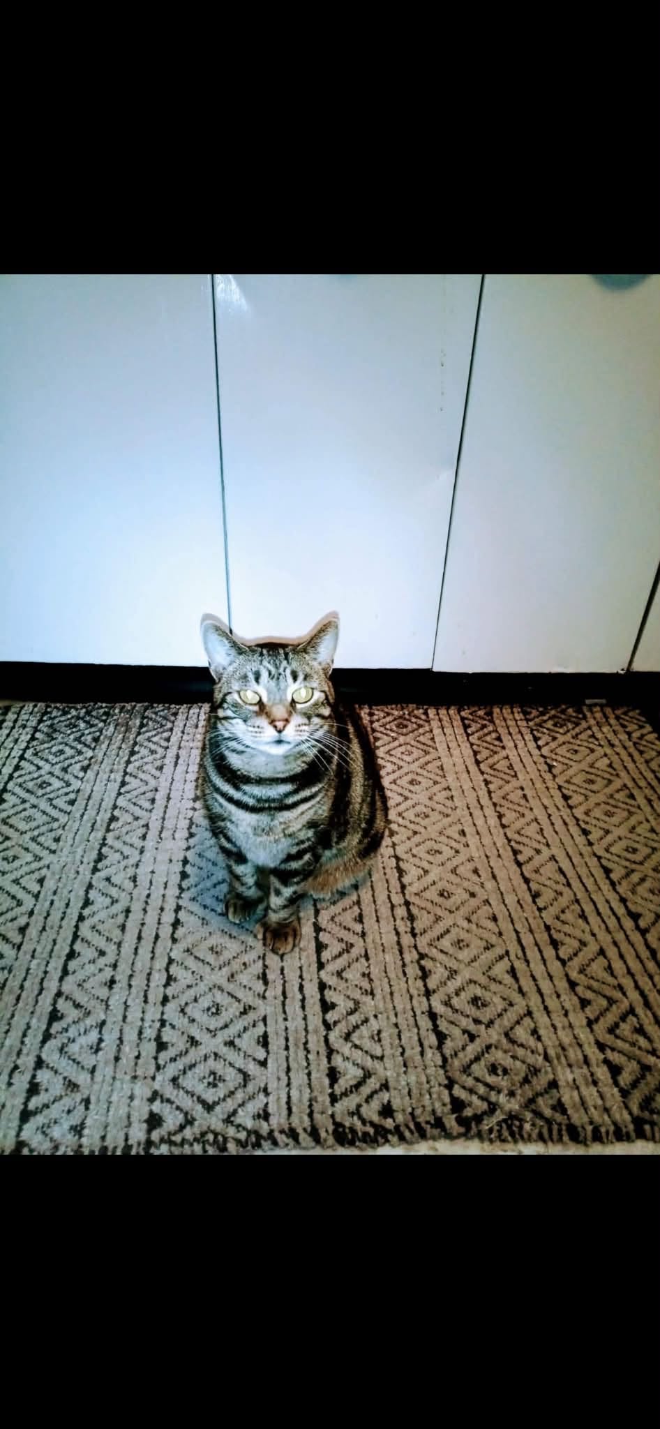 Lost Cat in Jamestown