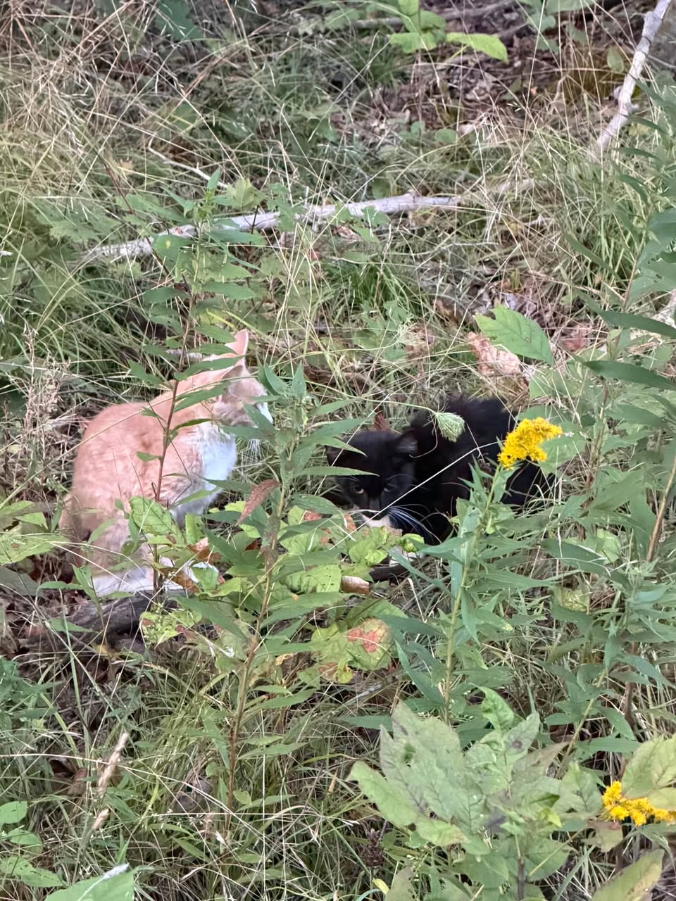 Found cat