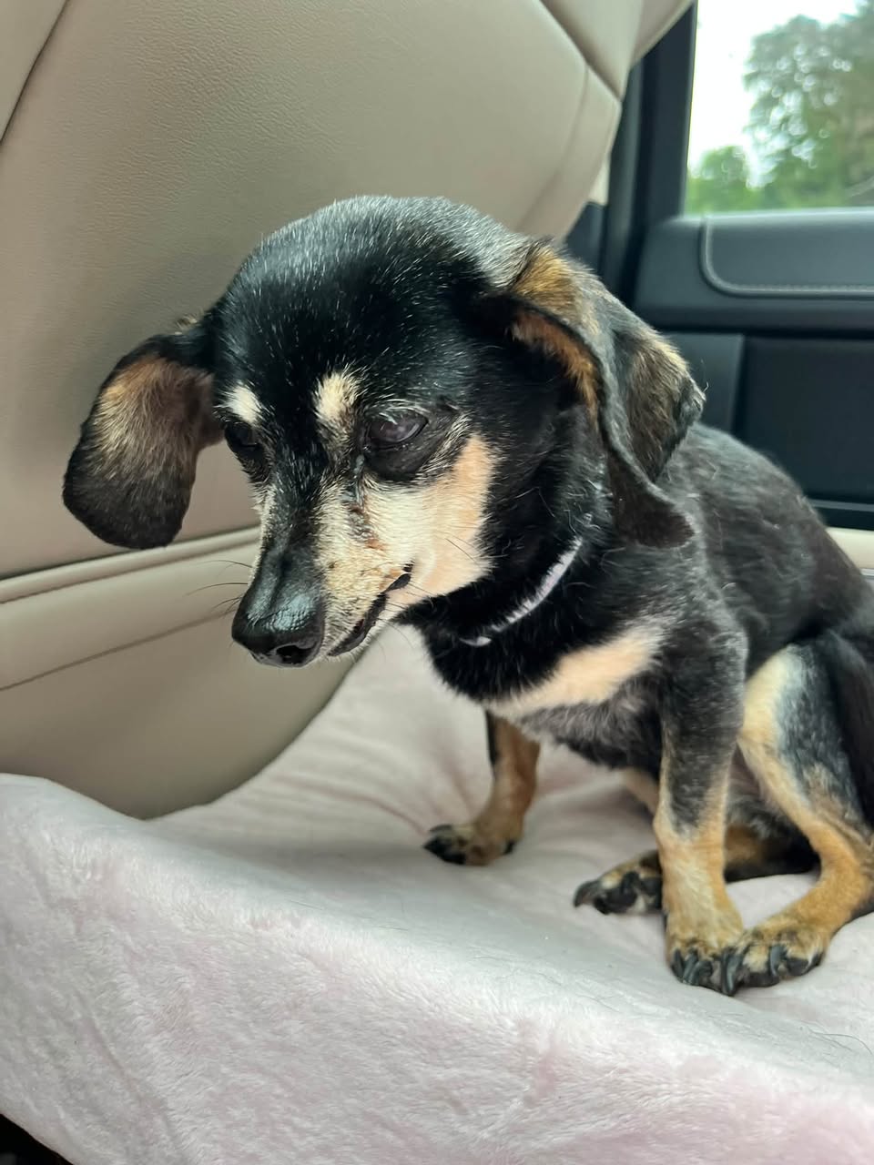Found Dog in Lakewood