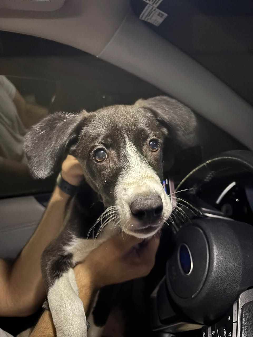 Found Dog in Chautauqua County