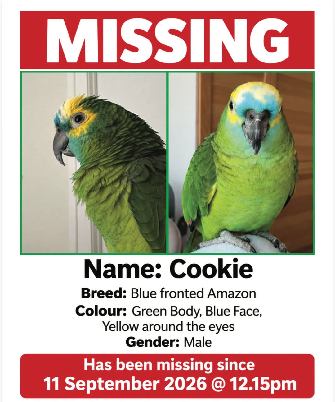 Lost Bird in Melbourne