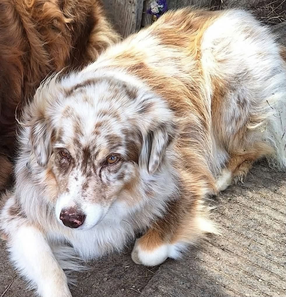 Found Dog in Ripley
