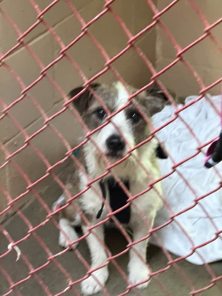 Found Dog in Chautauqua County