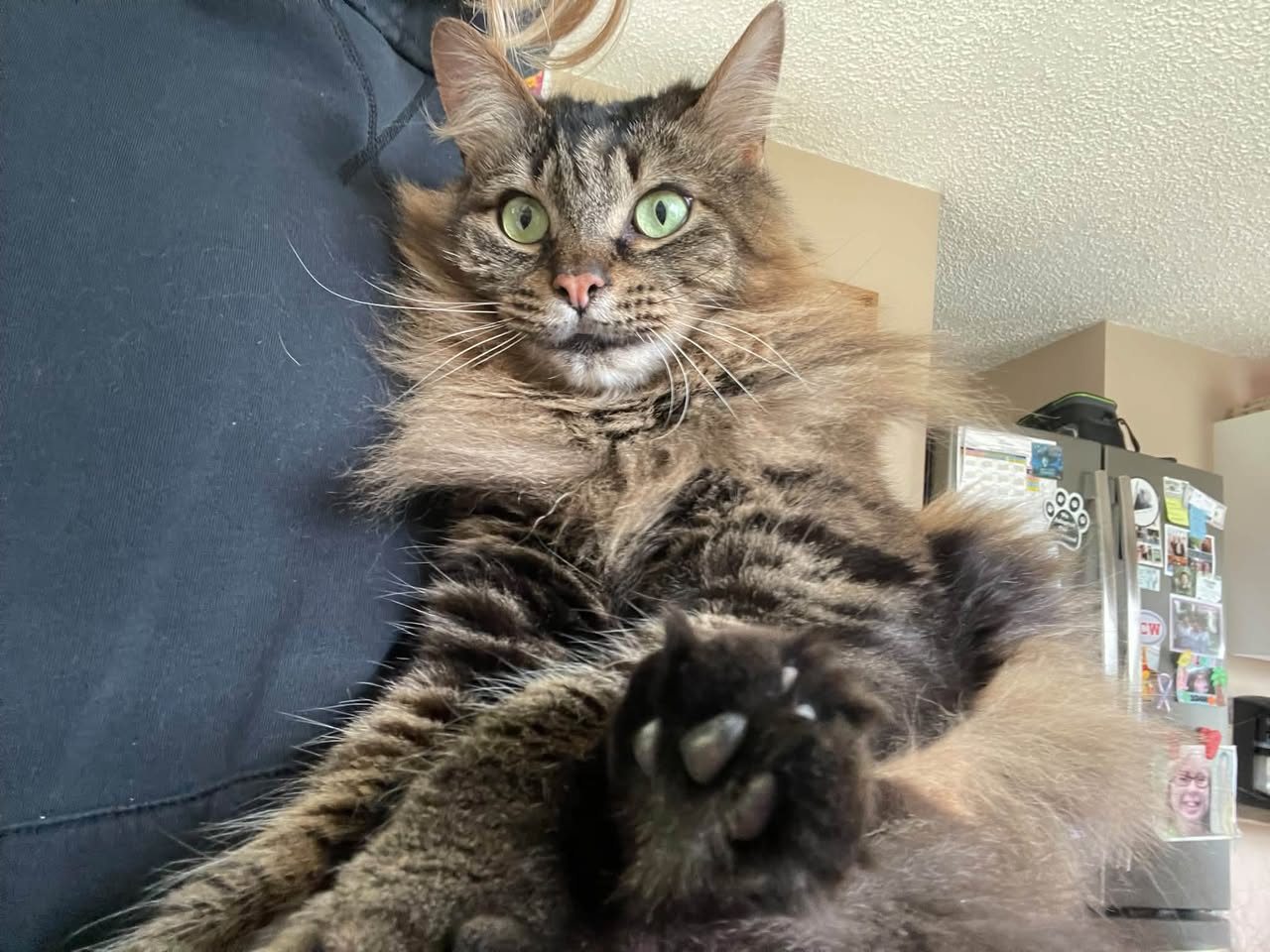Lost Cat in Dunkirk