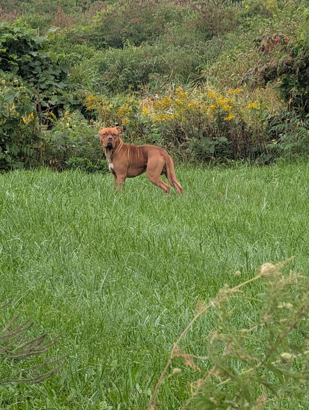 Found Dog in Chautauqua County