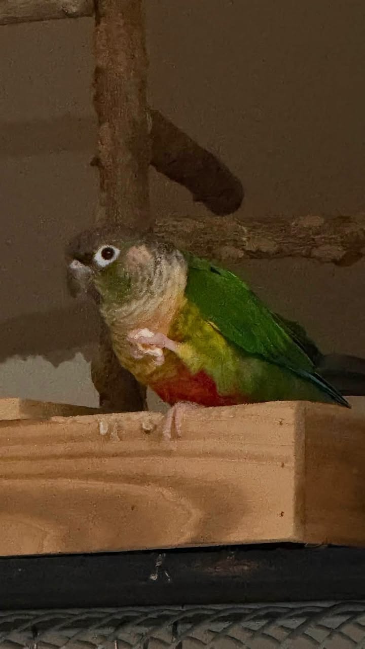 Lost bird
