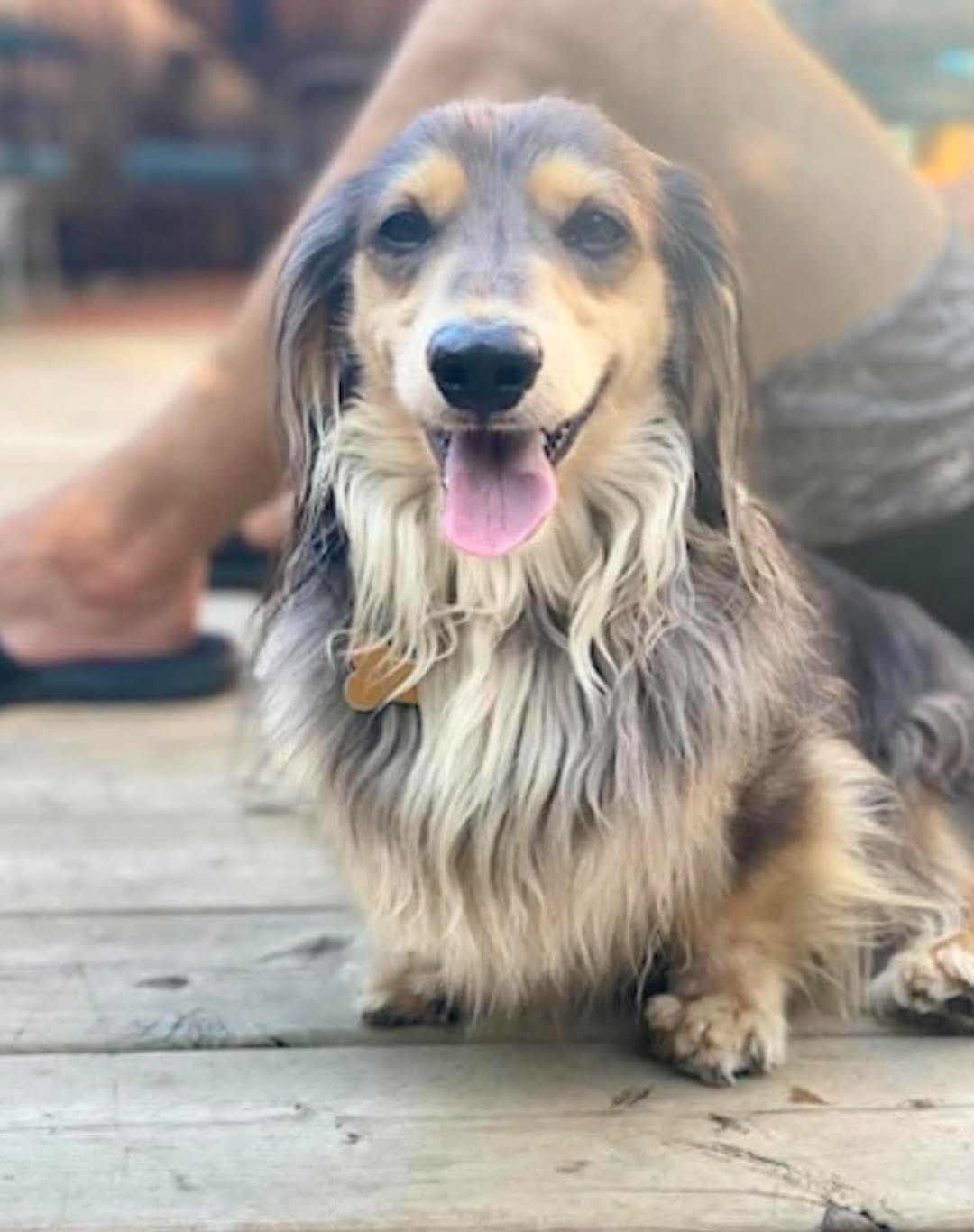 Lost dog