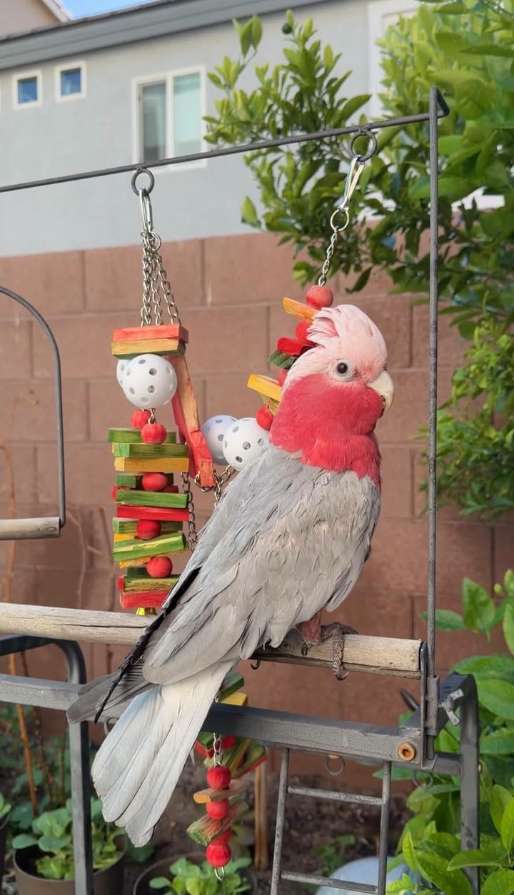 Lost bird
