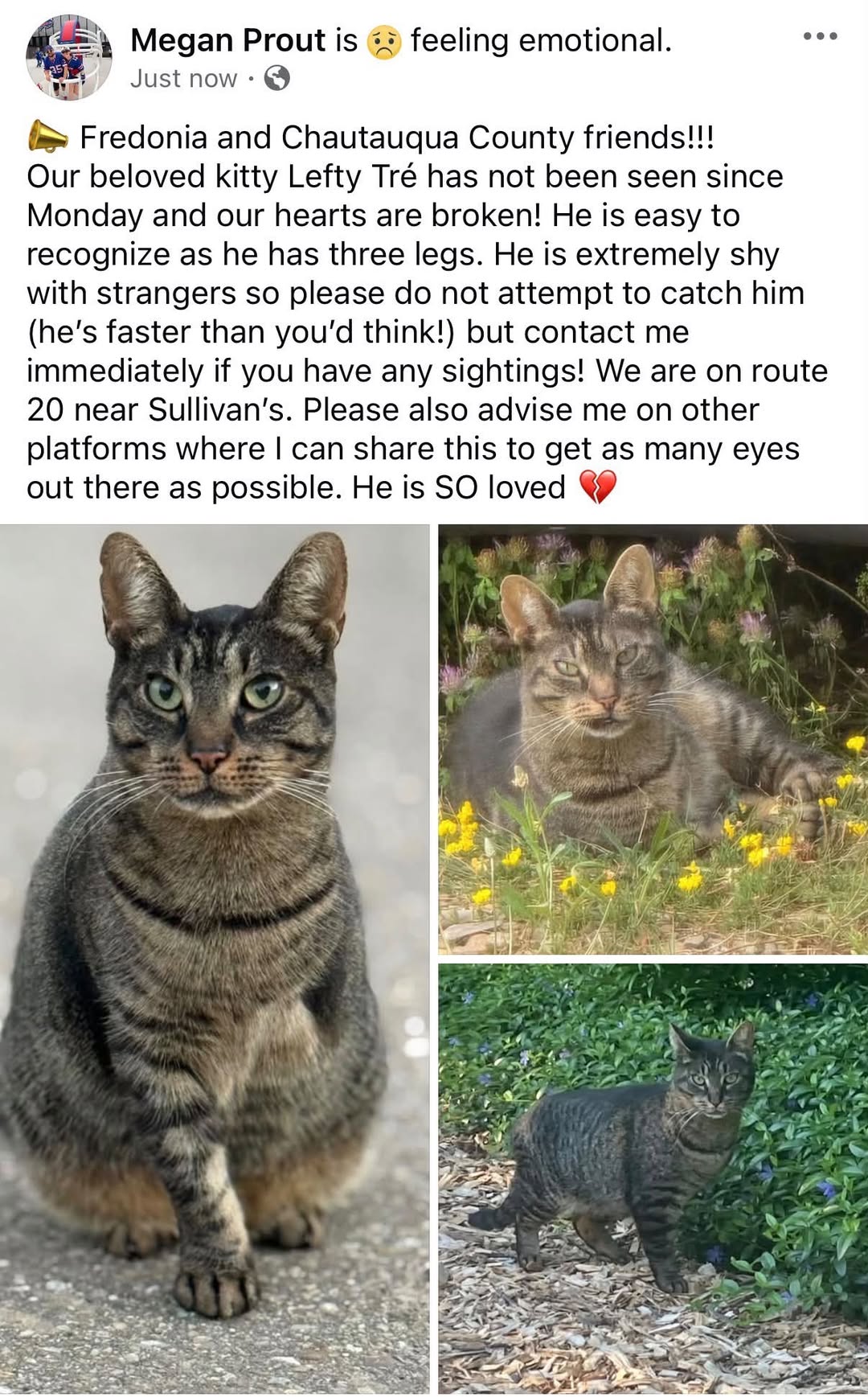 Lost Cat in Fredonia