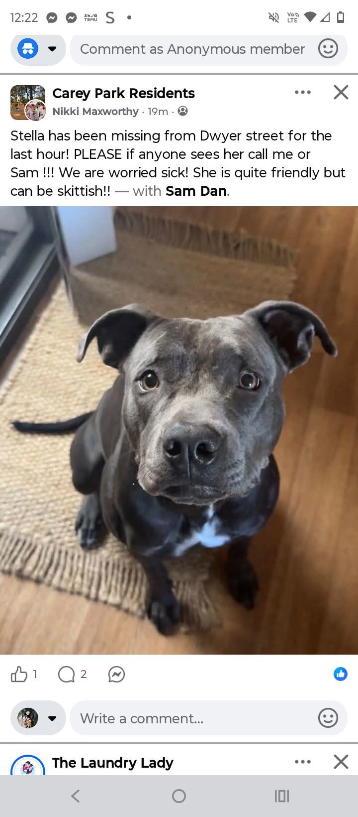 Lost Dog in Carey Park