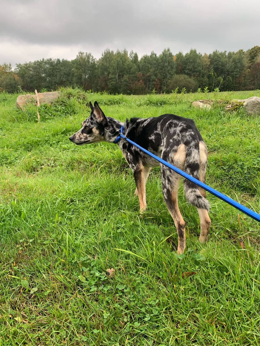 Found dog
