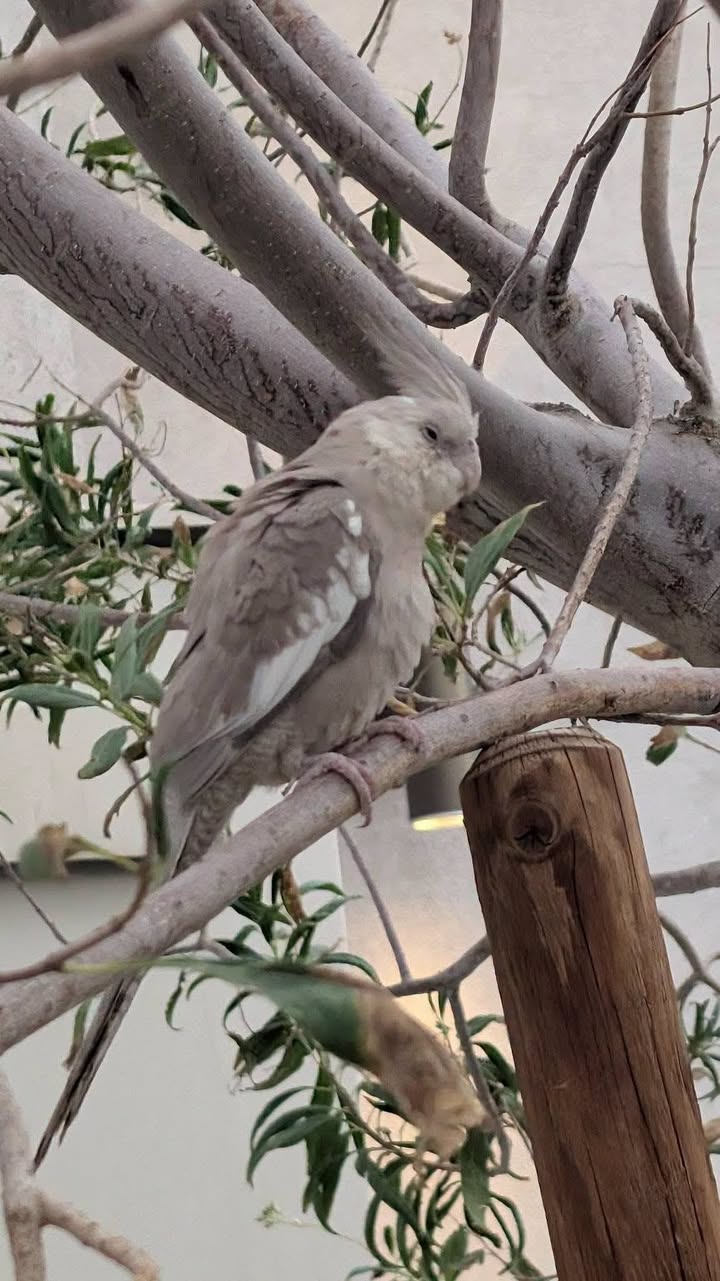 Found bird