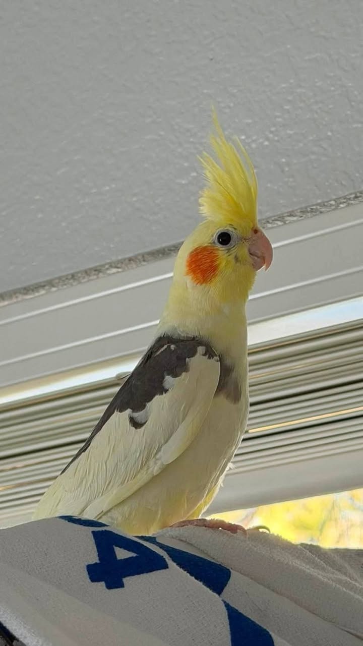 Found bird