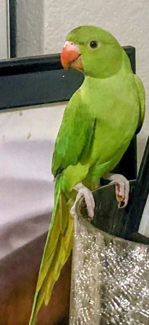 Lost Bird in Las Vegas