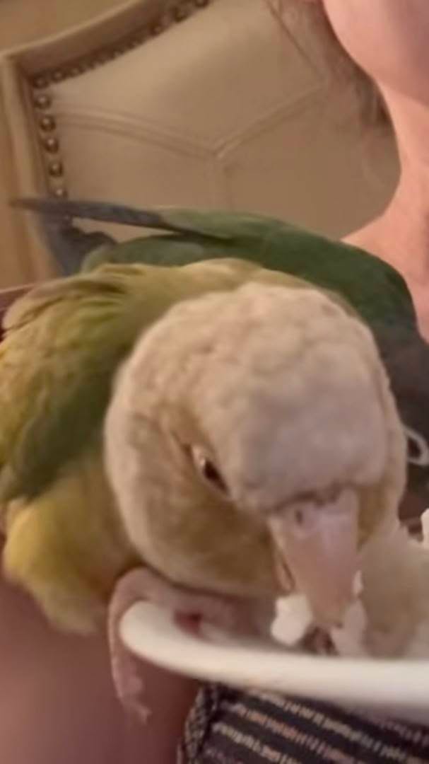 Lost bird