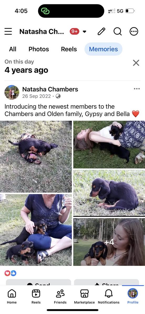 Lost dog